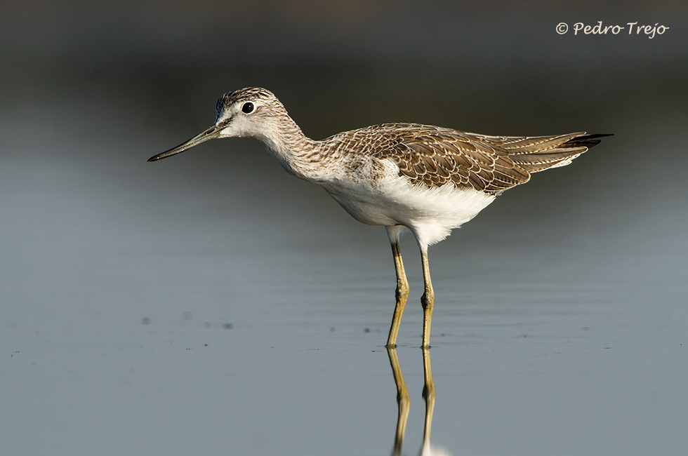 Archibebe Claro (Tringa nebularia)